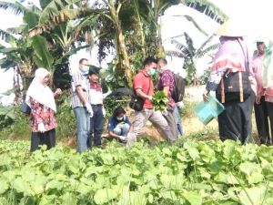 Tim Ketahanan Pangan Provinsi Datangi Lahan Sayur di Pal Merah Kota Jambi   