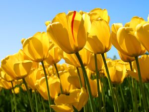 Ternyata Ini Asal Bunga Tulip Sebelum menjadi Bunga Khas Belanda