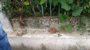 5 Hari Dikomplain, Saluran Limbah yang Dicor di Jalan Guru Muhtar Ini  Belum Juga Dibongkar