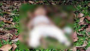 Heboh... Mayat Bayi Ditemukan di Semak, Diduga Dibunuh Ayah Kandung