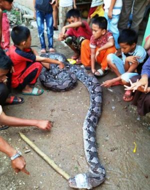 Warga Tangkap Ular Piton Sepanjang 8 Meter, Begini Penampakannya