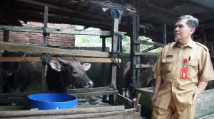 Periksa kesehatan dan kesediaan Hewan Kurban Disnakan BUngo Cek  ke lokasi