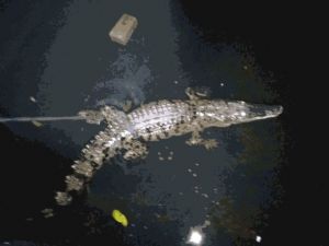 Warga Heboh 4 Ekor Buaya Tampak Di Dam Cempaka Putih