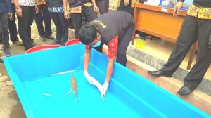 Nah... 14 Ekor Ikan Dimusnahkan BKIPM Karena Dianggap Berbahaya