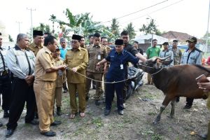 Serahkan Sapi Kurban Bantuan Presiden Dan Pribadi, Fachrori: Daging Kurban Diberikan kepada yang Mem