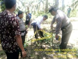 Heboh...Warga Sekar Mengkuang Bungo Temukan Tengkorak Manusia di Kebun Sawit