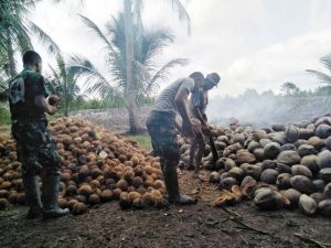 Anggota Satgas TMMD Kodim 0419/Tanjab Bantu Warga Buat Kopra