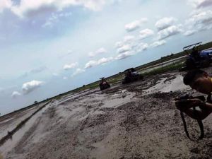 Mampukah Tanjab Timur Menjadi Lumbung Pangan Di Provinsi Jambi?