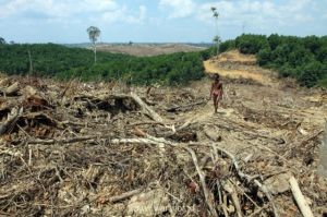 Ketimpangan Penguasaan Lahan Ditengarai Jadi Penyebab Faktor Kemiskinan di Jambi