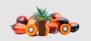 Tahun Ini, Penyaluran Bibit Sawit Meningkat