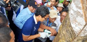 Didampingi Murady, Sandi Sadap Karet  di Muhajirin 