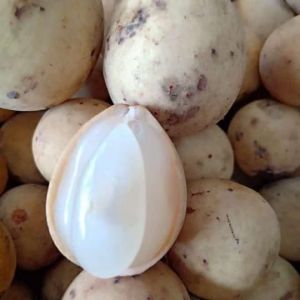 Festival Ngundoh Duku: Makan Buah Duku Sepuasnya Hanya Rp 15 Ribu