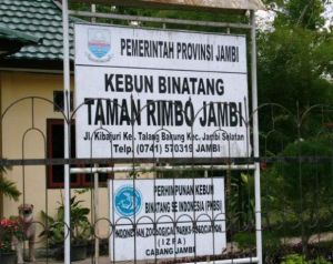 Bangkai Harimau Sumatera yang Mati di Taman Rimba Dibakar