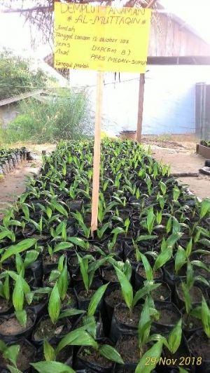 Diminati Warga, SMK Asyriyah Ponpes Al-Muttaqqin Ibru Siap Sediakan Bibit Unggul Kelapa Sawit