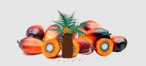 Peremajaan Sawit di Provinsi Jambi Tak Sampai Target