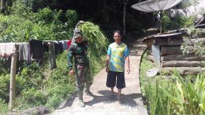 Satgas TMMD-ke 104  Bantu Warga Gendong Rumput
