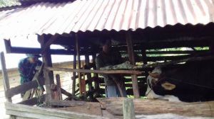 Anggota Satgas TMMD ke 104 Kodim 0417/Kerinci Ini Bersihkan Kandang Ternak Warga
