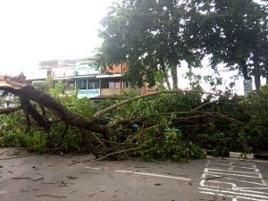 Angin Kencang dan Hujan Lebat Sebabkan Pohon Tumbang di Thehok, Lalu Lintas Macet