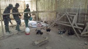 Berbincang dengan Satgas TMMD, Peternak Ayam Sampaikan Alasan Pilih Ayam Kampung