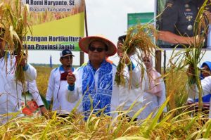 Panen di Simpang Datuk, Fachrori Terus  Berupaya Tingkatkan Produksi Padi