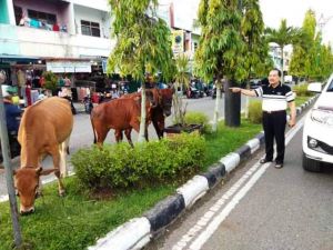 Sapi Berkeliaran di Tengah Kota Bungo Ancam Keselamatan Pengendara