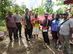 Tingkatkan Ekonomi, Satgas Binmas Noken Polri Serahkan Ternak Babi ke Masyarakat Hubla di Yahukimo