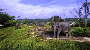 6 Terowongan Pelintasan Gajah Dibangun di Tol Pekanbaru-Dumai