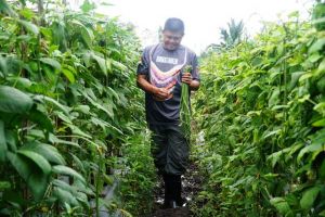 Binmas Noken Polri Panen Raya Tanaman Kacang Panjang di Kampung Wonosari Jaya  Mimika Papua