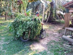 Selesai Bedah Rumah, Babinsa Serda Tri Purwanto Cari Rumput untuk Ternak, Pak Sadun Langsung Kaget
