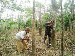 Serda Sahardi Bantu Mbah Tamini Nyadap Karet