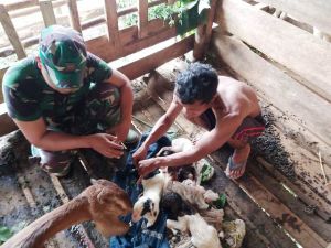 Kopda Sisri Juga Bantu Kelahiran Kambing Milik Mad Sadun