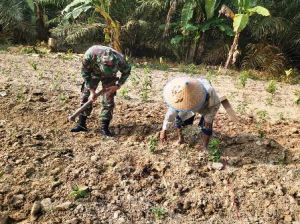 Dan SSK TMMD 105 Ikut Bantu Mbah Mundirun Cangkul Lahan yang Akan Ditanami Cabe