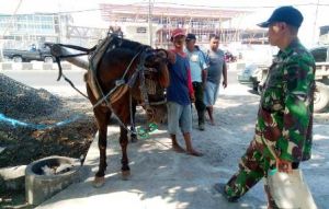 Andong pun Digunakan Untuk Melangsir Material TMMMD