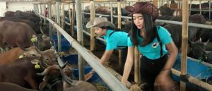 Petugas Mulai Turun Cek Kondisi Hewan Kurban di Tanjabbar