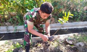 Sejumlah Satgas TMMD Kelak Ingin Melihat Pohon Hasil Tanamannya