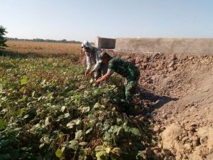 Tingkatkan Swasembada Pangan, Babinsa Koramil 0716-01/Demak Bantu Panen Kacang Hijau