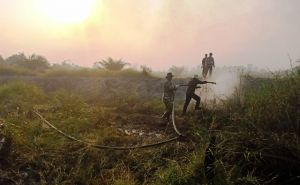 Beranda Perempuan Desak Tindak Tegas Perusahaan Pembakar Lahan Gambut