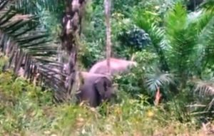 BKSDA Jambi Segera Kembalikan 3 Ekor Gajah yang Resahkan Warga ke Habitatnya