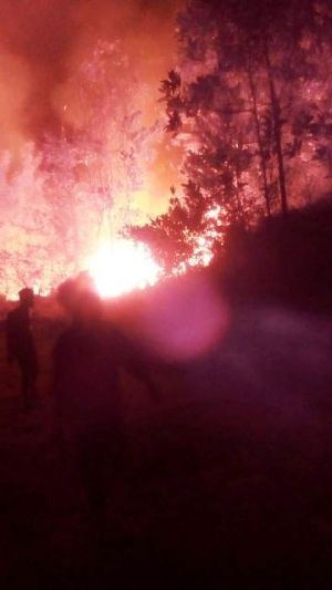 Kebakaran di Kawasan UIN Jambi Hampir Merembet ke Fasilitas Kampus