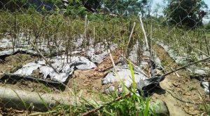 Berharap TNI Bantu Bibit Cabe