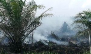 Api Padam, Ratusan Hektar Hutan dan Lahan Gundul di Tanjabbar