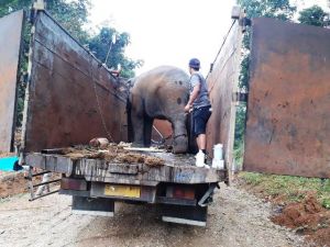 Keluar Dari Habitatnya, 3 Ekor Gajah Sumatera di Batanghari Jambi Berhasil Diselamatkan