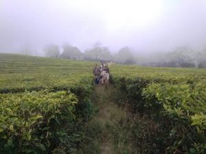 Catatan Perjalanan Ikuti Media Gathering SKK Migas - FJM Jambi di Kerinci