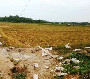Kemarau, 500 Hektar Tanaman Padi di Tanjabtim Terancam Gagal Panen