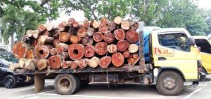 Jadi Tersangka Ilegal logging, Polda Jambi Tangkap Direktur PT Tegar Nusantara Indah