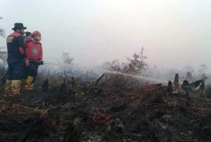 2.900 Hektar Lahan dan Hutan Di Tanjabtim Terbakar di Tahun 2019