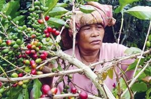 Harga Terus Melorot, Petani Kopi Harapkan Campur Tangan Pemerintah
