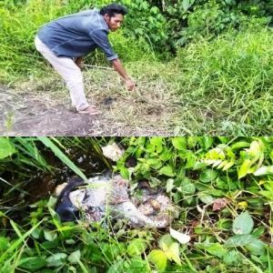 Sapi Milik Warga Tanjabtim Dicuri dan Dibantai Tidak Jauh Dari Lokasi Kandang