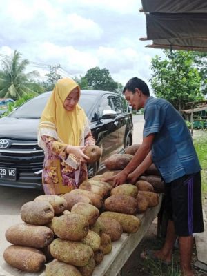 Yunninta: Batanghari Potensial Untuk Budidaya Madu