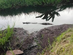 Buaya Moncong Panjang Kerap Muncul, Petani Jadi Khawatir Bersihkan Aliran Sungai